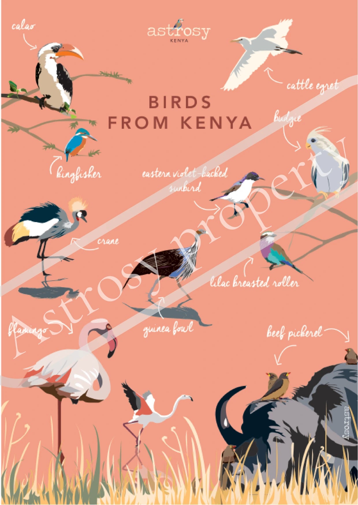 Poster birds of Kenya